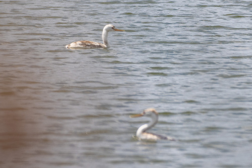 iNaturalist observation photo of Clark's Grebe