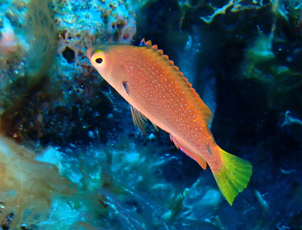 Black-finned Wrasse