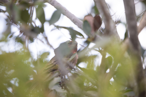 iNaturalist observation photo of House Finch