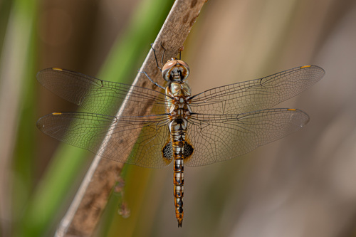 iNaturalist observation photo of Spot-winged Glider