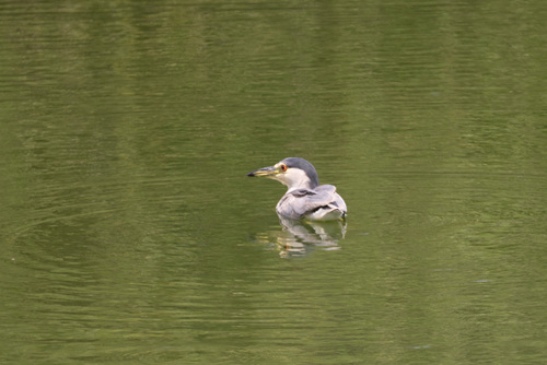 iNaturalist observation photo of Black-crowned Night Heron