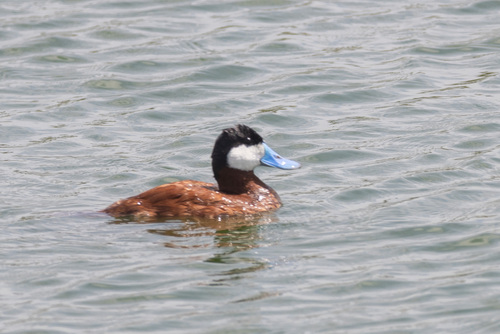 iNaturalist observation photo of Ruddy Duck