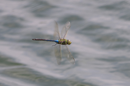 iNaturalist observation photo of Common Green Darner