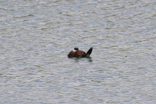 iNaturalist observation photo of Ruddy Duck