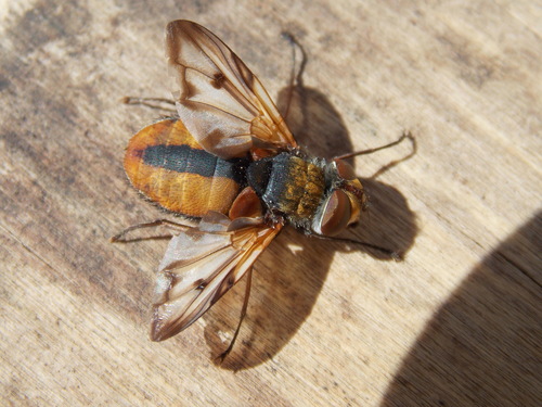 Ectophasia crassipennis