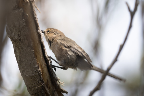 iNaturalist observation photo of Bushtit