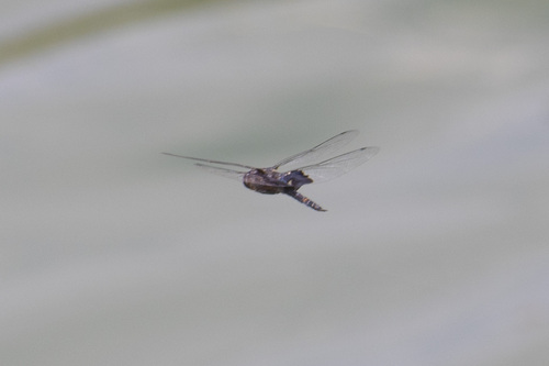 iNaturalist observation photo of Black Saddlebags