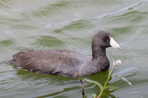 iNaturalist observation photo of American Coot