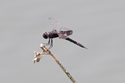 iNaturalist observation photo of Black Saddlebags