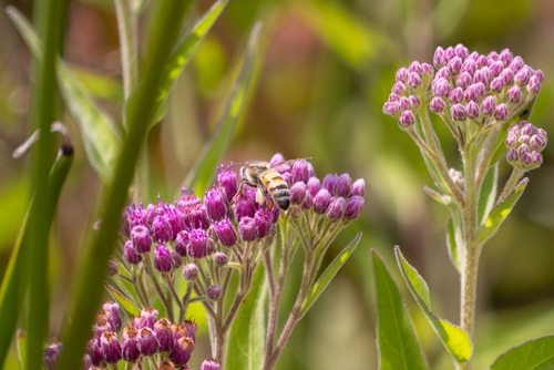 iNaturalist observation photo of Western Honey Bee