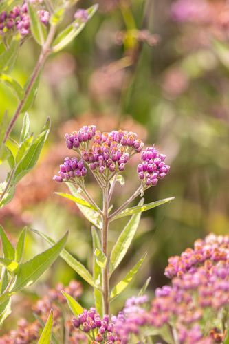 iNaturalist observation photo of marsh fleabane