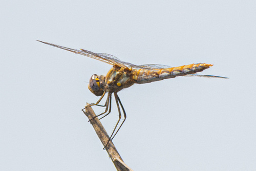 iNaturalist observation photo of Variegated Meadowhawk