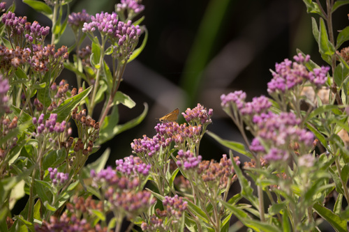 iNaturalist observation photo of Fiery Skipper