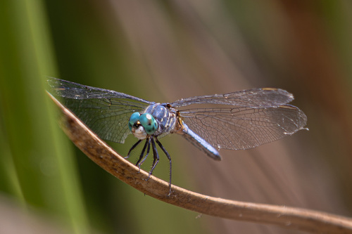 iNaturalist observation photo of Blue Dasher