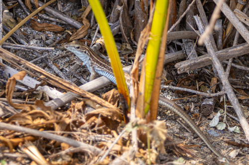 iNaturalist observation photo of Sonoran Spotted Whiptail