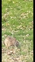 Sylvilagus floridanus