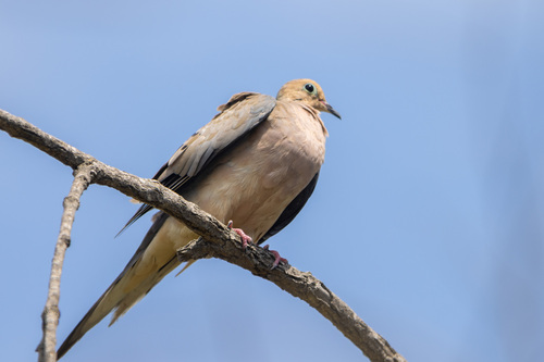 iNaturalist observation photo of Mourning Dove