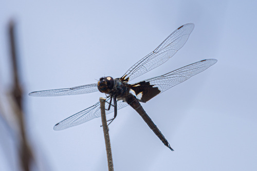 iNaturalist observation photo of Black Saddlebags