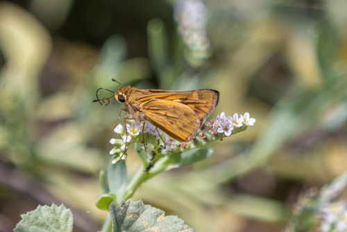 iNaturalist observation photo of Fiery Skipper