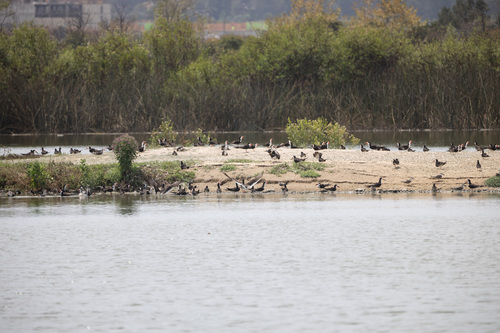 iNaturalist observation photo of Black Skimmer