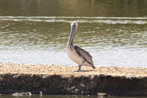 iNaturalist observation photo of California Brown Pelican