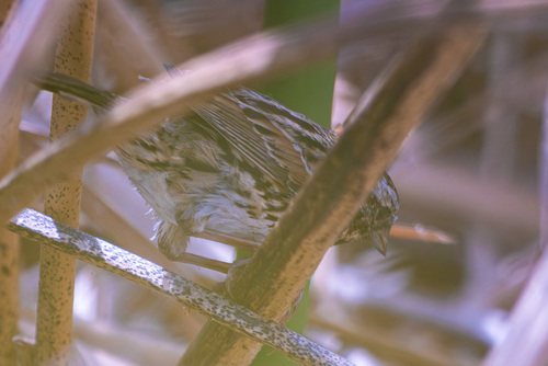 iNaturalist observation photo of Song Sparrow