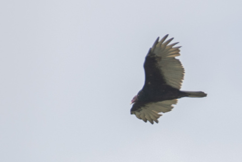 iNaturalist observation photo of Turkey Vulture