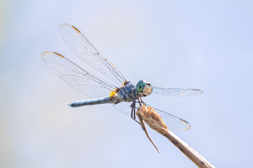 iNaturalist observation photo of Blue Dasher