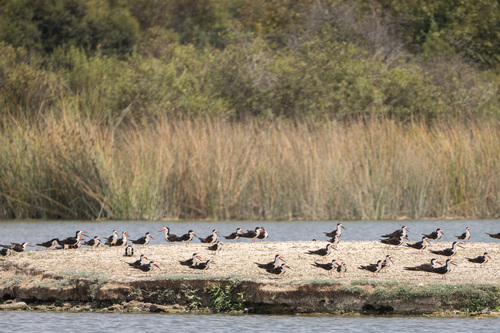 iNaturalist observation photo of Black Skimmer