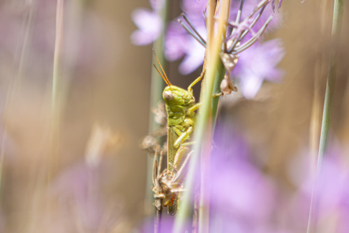 iNaturalist observation photo of Yarrow's Grasshopper