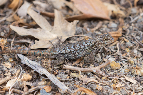 iNaturalist observation photo of Western Fence Lizard
