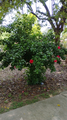Red Hibiscus