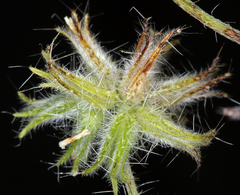 Cryptantha nevadensis