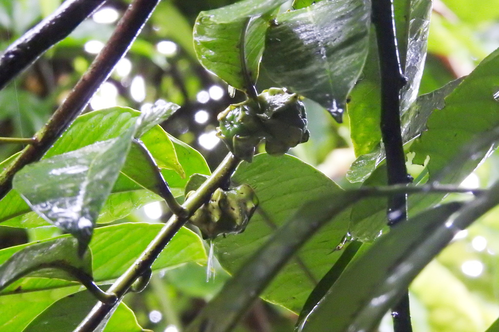 Diospyros hasseltii (Diospyros hasseltii)
