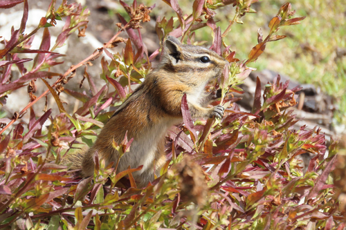 Yellow-pine Chipmunk observed by m_gannon