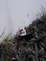Cairina moschata domestica