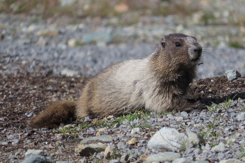 Hoary Marmot observed by m_gannon