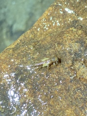 Perlodidae