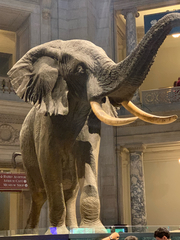 Elephantidae