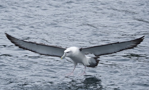 iNaturalist image