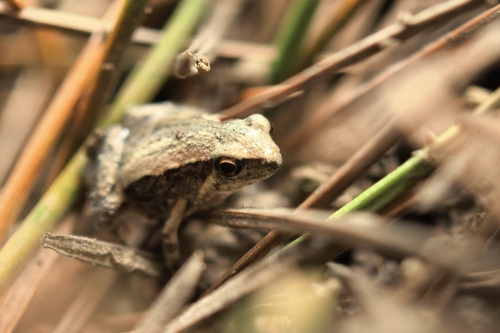 East Asian Ornate Chorus Frog