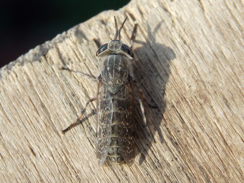 Notch-horned Cleg