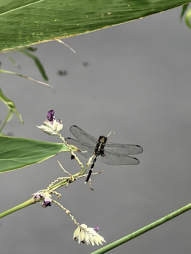 Slender Skimmer