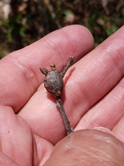 Zapatella quercusphellos