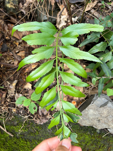 Asplenium falcatum observed 2026-08-29