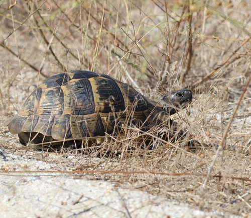 Greek Tortoise