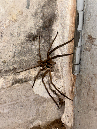 Pantropical Huntsman Spider