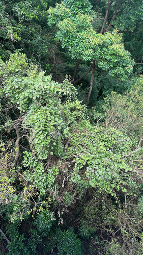 Diploclisia glaucescens observed 2026-08-28
