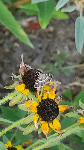 Spotted Beet Webworm Moth