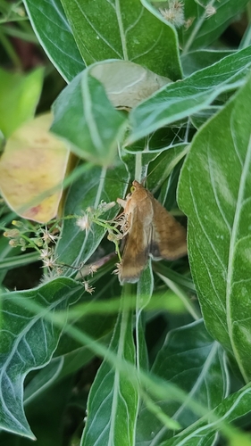 Corn Earworm Moth